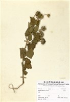 藏品(冬葵子)的圖片